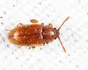 Cryptophagus valens - photo 5