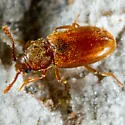 Sigmoid Fungus Beetle - photo 2