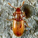 Sigmoid Fungus Beetle - photo 3