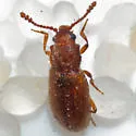 Sigmoid Fungus Beetle - photo 4