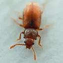 Sigmoid Fungus Beetle - photo 5