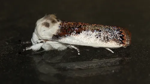 Small Fruit Tree Borer
