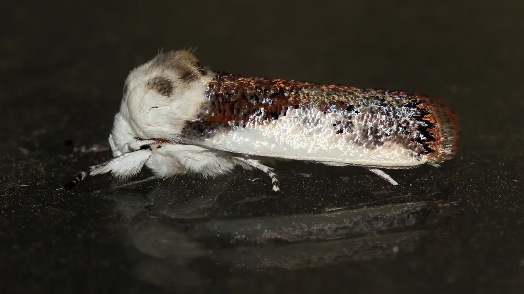 Small Fruit Tree Borer - photo 2