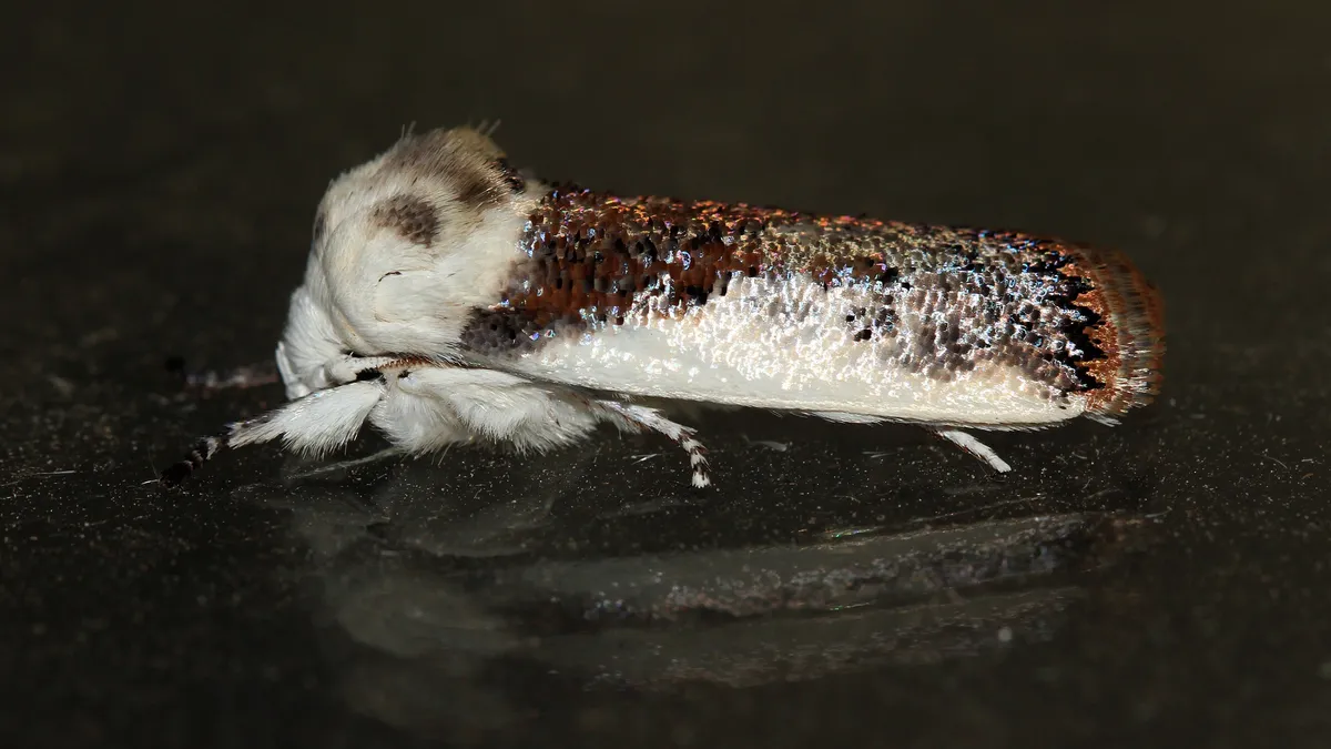 Small Fruit Tree Borer - photo 3