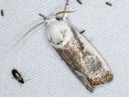 Small Fruit Tree Borer - photo 5