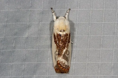 Small Fruit Tree Borer - photo 6