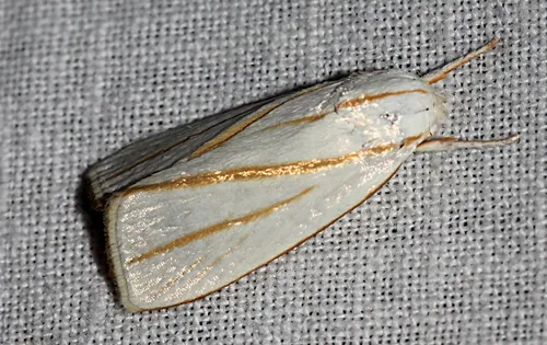 Cryptophasa flavolineata - photo 2