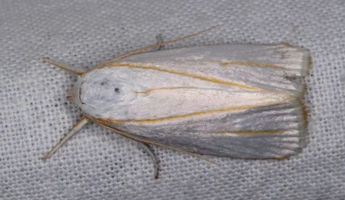 Cryptophasa flavolineata - photo 4