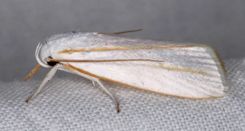 Cryptophasa flavolineata - photo 5