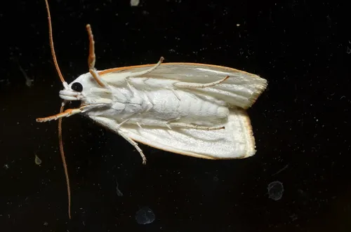 Cryptophasa flavolineata - photo 7