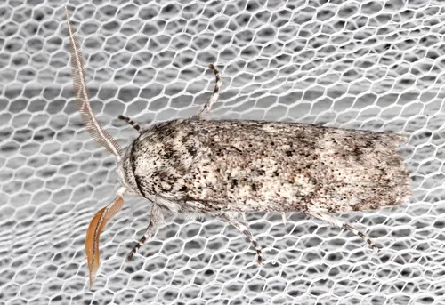 Cryptophasa irrorata - photo 4