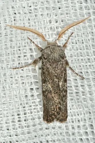 Cryptophasa irrorata - photo 5