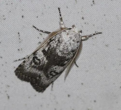 Cryptophasa irrorata - photo 6