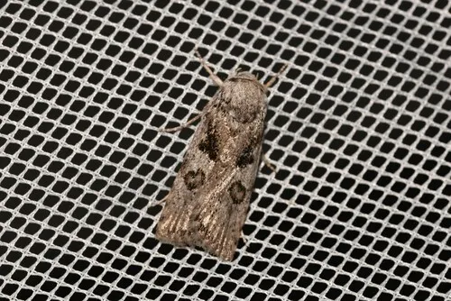Cryptophasa irrorata - photo 7