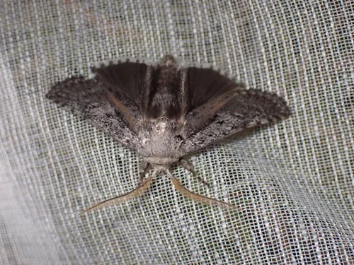 Cryptophasa irrorata - photo 8
