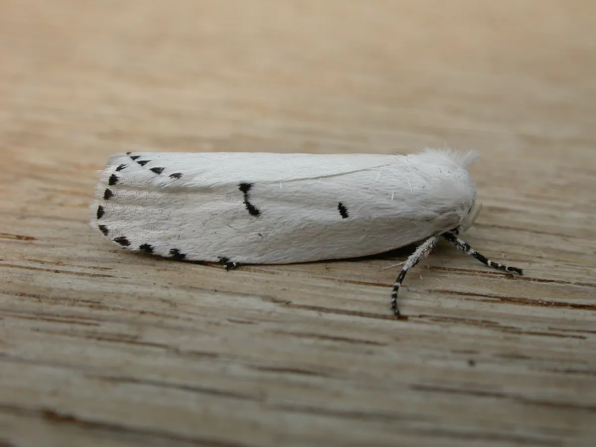 Cryptophasa pultenae - photo 3