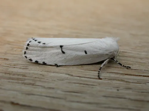 Cryptophasa pultenae - photo 4