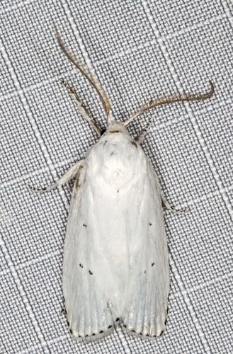 Cryptophasa pultenae - photo 5