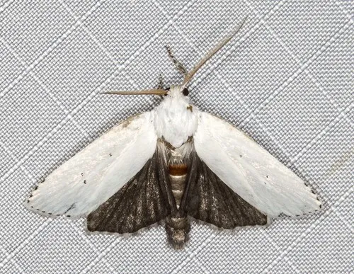 Cryptophasa pultenae - photo 6
