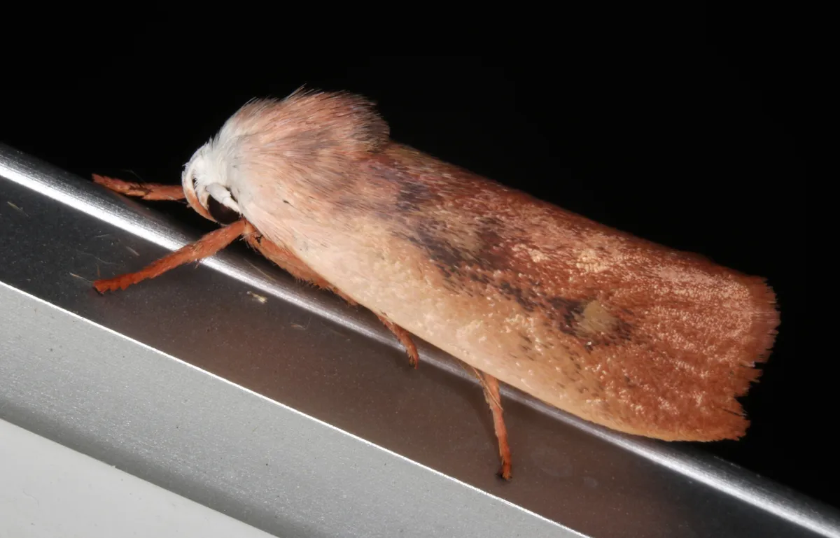 Cryptophasa rubescens - photo 3