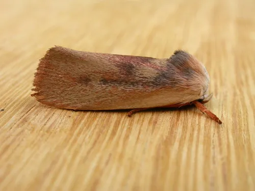 Cryptophasa rubescens - photo 5
