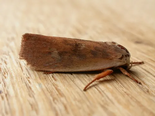 Cryptophasa rubescens - photo 7