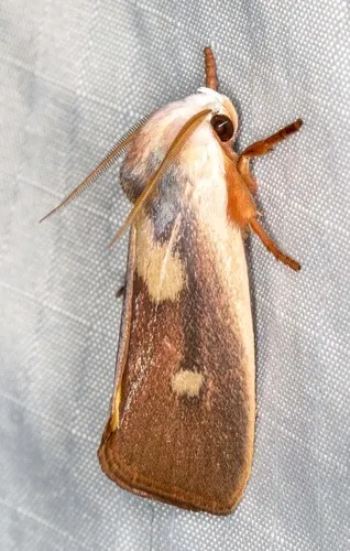 Cryptophasa rubescens - photo 8