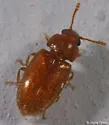 Cryptophilus angustus