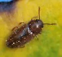 Cryptophilus angustus - photo 2
