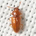 Cryptophilus angustus - photo 3