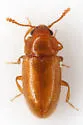 Cryptophilus angustus - photo 4