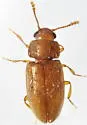 Cryptophilus angustus - photo 5