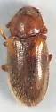 Cryptophilus obliteratus