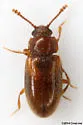 Cryptophilus obliteratus - photo 2