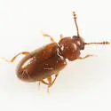 Cryptophilus obliteratus - photo 3