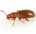 Cryptophilus obliteratus - photo 4