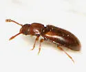 Cryptophilus seriatus
