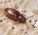 Cryptophilus seriatus - photo 2