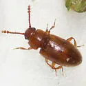 Cryptophilus seriatus - photo 3