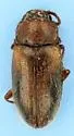 Cryptophilus seriatus - photo 4