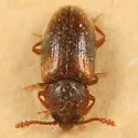 Cryptophilus seriatus - photo 5