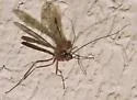 Cryptopimpla amblipennis