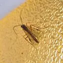 Cryptopimpla amblipennis - photo 3