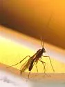 Cryptopimpla amblipennis - photo 4