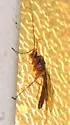 Cryptopimpla amblipennis - photo 5