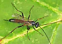 Cryptopimpla quadrilineata