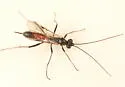 Cryptopimpla quadrilineata - photo 2
