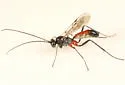 Cryptopimpla quadrilineata - photo 3