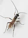 Cryptopimpla quadrilineata - photo 4