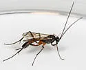 Cryptopimpla quadrilineata - photo 5